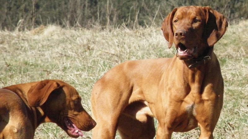 Lord_maďarská vyžla_stratená_pomoc_pátranie